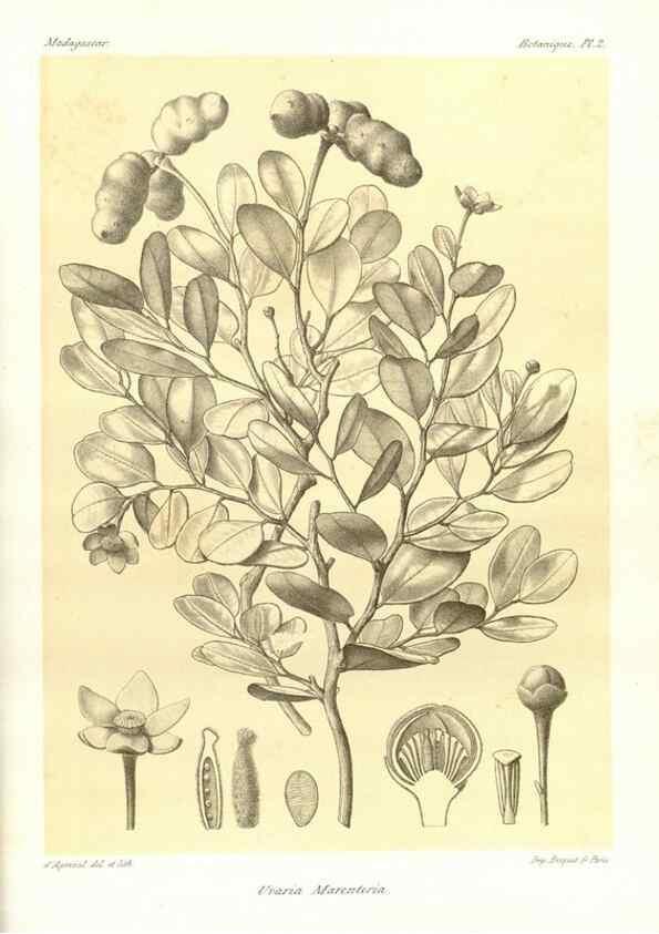 Reproducción/Reproduction 49785826756: Histoire physique, naturelle, et politique de Madagascar. Paris :Impr. nationale,1885-. 