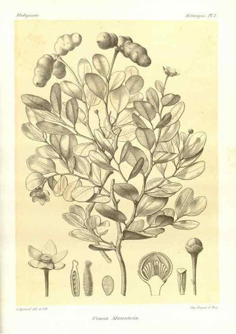 Reproducción/Reproduction 49785826756: Histoire physique, naturelle, et politique de Madagascar. Paris :Impr. nationale,1885-. 