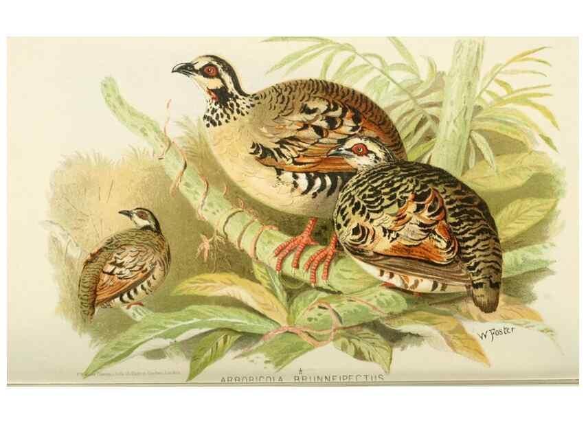 Reproducción/Reproduction 49785737106: Indian sporting birds /. London :Francis Edwards,1915.. 