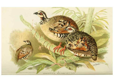 Reproducción/Reproduction 49785737106: Indian sporting birds /. London :Francis Edwards,1915.. 