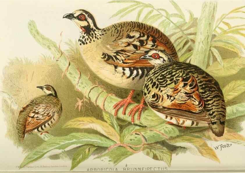 Reproducción/Reproduction 49785737106: Indian sporting birds /. London :Francis Edwards,1915.. 