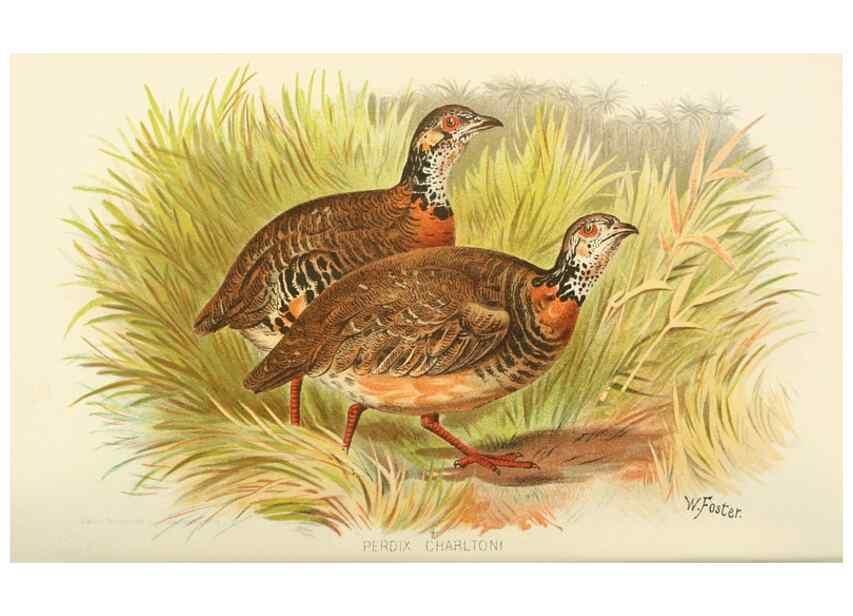Reproducción/Reproduction 49785201598: Indian sporting birds /. London :Francis Edwards,1915.. 