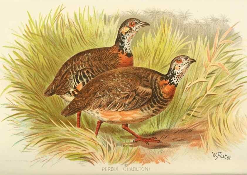 Reproducción/Reproduction 49785201598: Indian sporting birds /. London :Francis Edwards,1915.. 