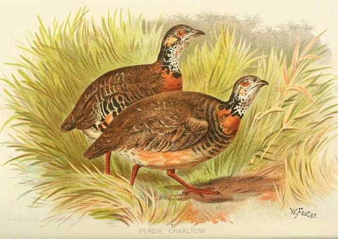 Reproducción/Reproduction 49785201598: Indian sporting birds /. London :Francis Edwards,1915.. 