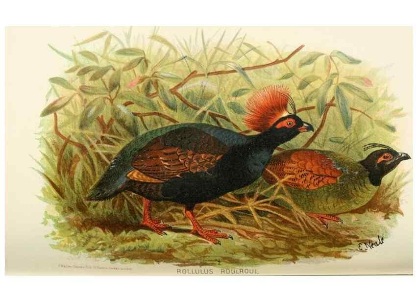 Reproducción/Reproduction 49785201948: Indian sporting birds /. London :Francis Edwards,1915.. 