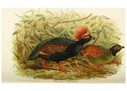 Reproducción/Reproduction 49785201948: Indian sporting birds /. London :Francis Edwards,1915.. 