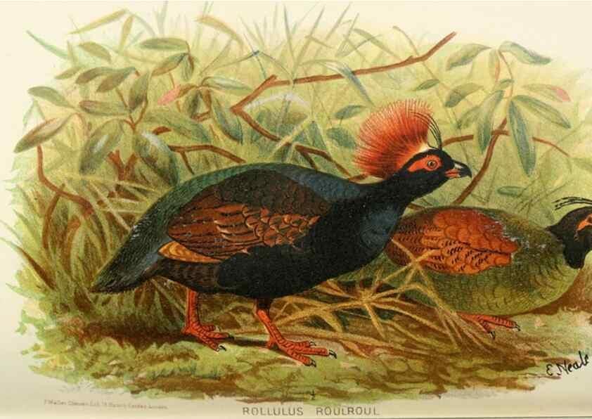Reproducción/Reproduction 49785201948: Indian sporting birds /. London :Francis Edwards,1915.. 