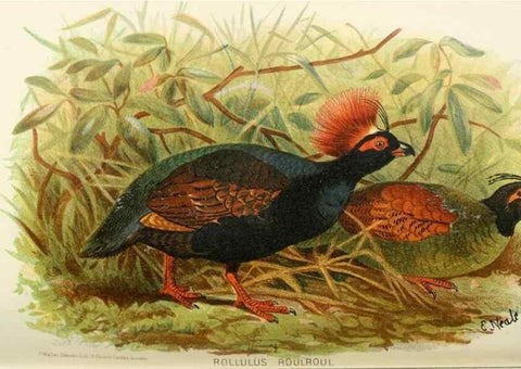 Reproducción/Reproduction 49785201948: Indian sporting birds /. London :Francis Edwards,1915.. 