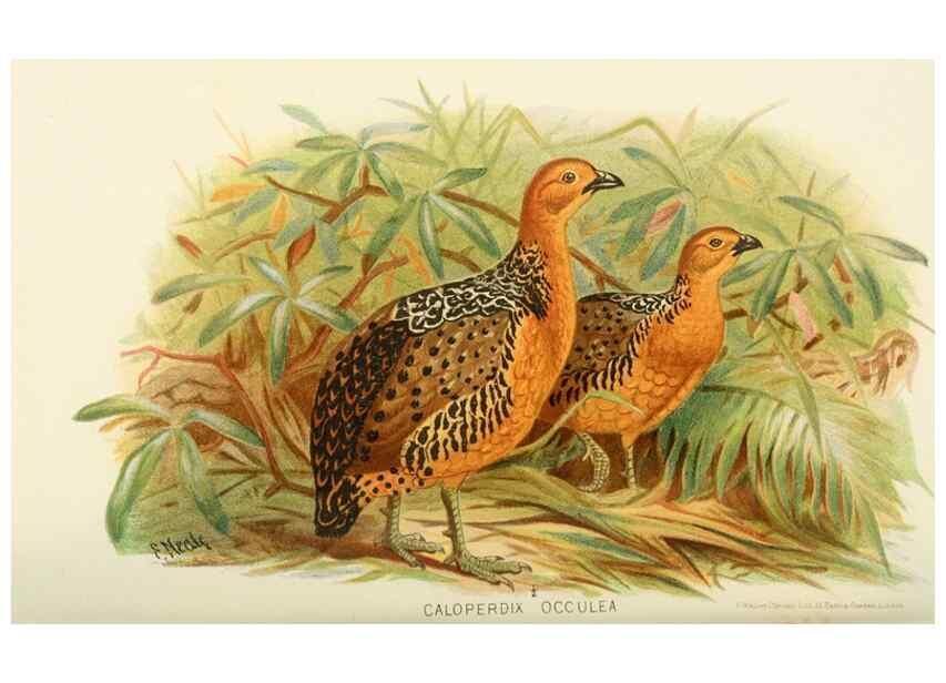 Reproducción/Reproduction 49786060427: Indian sporting birds /. London :Francis Edwards,1915.. 