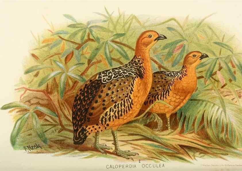 Reproducción/Reproduction 49786060427: Indian sporting birds /. London :Francis Edwards,1915.. 