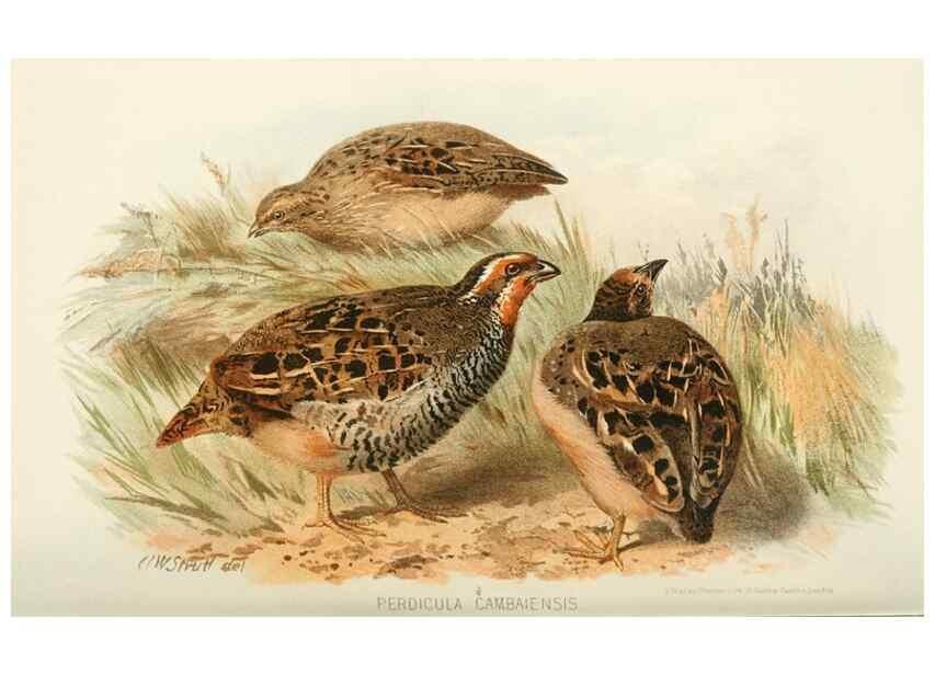 Reproducción/Reproduction 49785738986: Indian sporting birds /. London :Francis Edwards,1915.. 