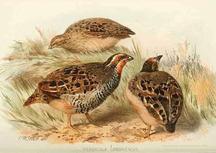 Reproducción/Reproduction 49785738986: Indian sporting birds /. London :Francis Edwards,1915.. 