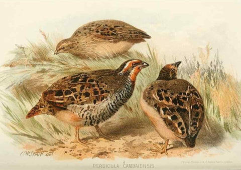 Reproducción/Reproduction 49785738986: Indian sporting birds /. London :Francis Edwards,1915.. 