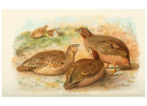 Reproducción/Reproduction 49785203683: Indian sporting birds /. London :Francis Edwards,1915.. 