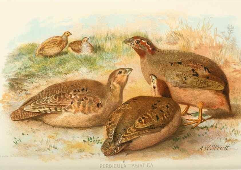 Reproducción/Reproduction 49785203683: Indian sporting birds /. London :Francis Edwards,1915.. 