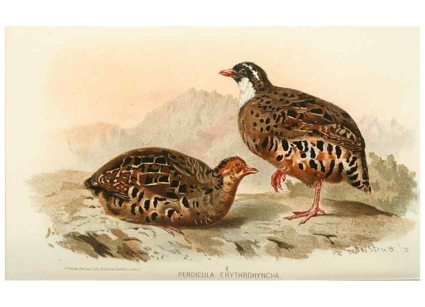 Reproducción/Reproduction 49785740111: Indian sporting birds /. London :Francis Edwards,1915.. 
