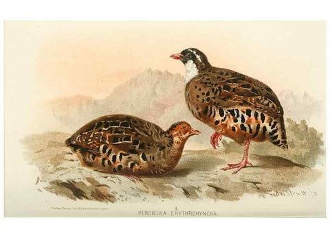 Reproducción/Reproduction 49785740111: Indian sporting birds /. London :Francis Edwards,1915.. 