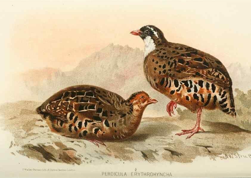 Reproducción/Reproduction 49785740111: Indian sporting birds /. London :Francis Edwards,1915.. 
