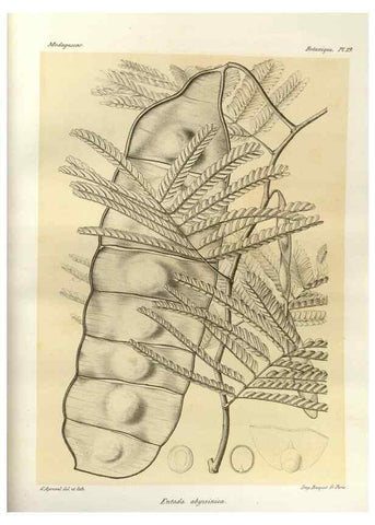 Reproducción/Reproduction 49785832681: Histoire physique, naturelle, et politique de Madagascar. Paris :Impr. nationale,1885-. 