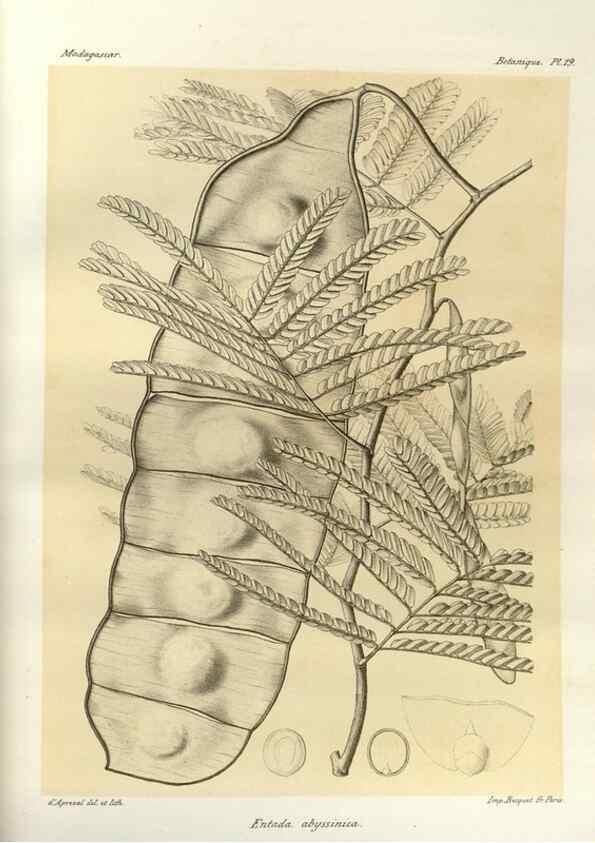 Reproducción/Reproduction 49785832681: Histoire physique, naturelle, et politique de Madagascar. Paris :Impr. nationale,1885-. 