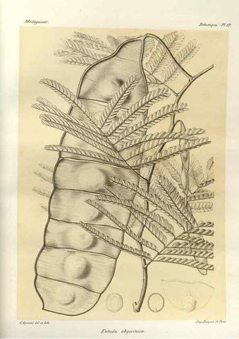 Reproducción/Reproduction 49785832681: Histoire physique, naturelle, et politique de Madagascar. Paris :Impr. nationale,1885-. 