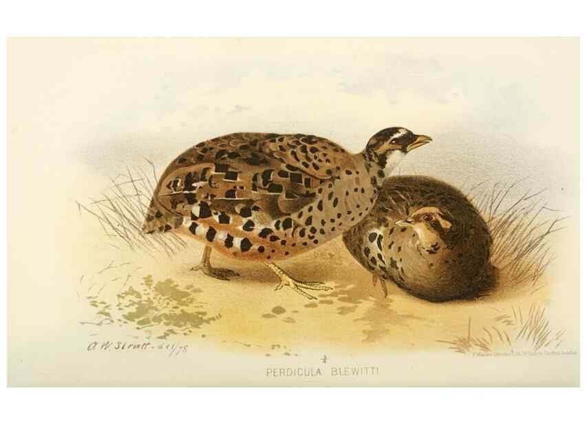 Reproducción/Reproduction 49785204703: Indian sporting birds /. London :Francis Edwards,1915.. 