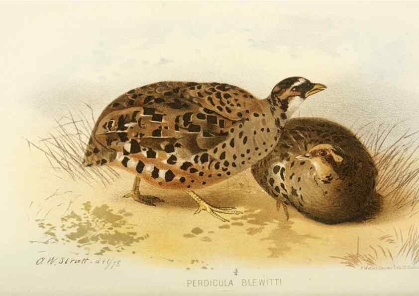 Reproducción/Reproduction 49785204703: Indian sporting birds /. London :Francis Edwards,1915.. 