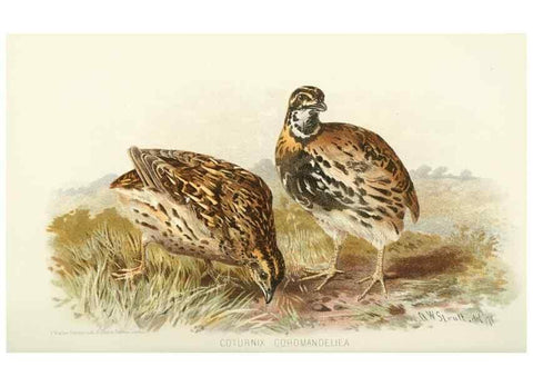 Reproducción/Reproduction 49785741446: Indian sporting birds /. London :Francis Edwards,1915.. 