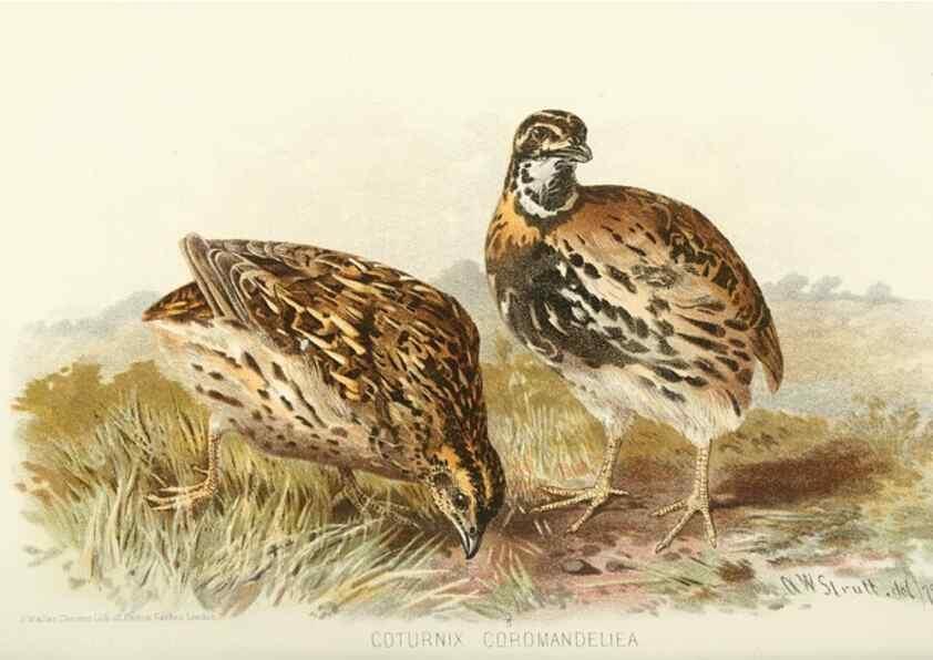 Reproducción/Reproduction 49785741446: Indian sporting birds /. London :Francis Edwards,1915.. 