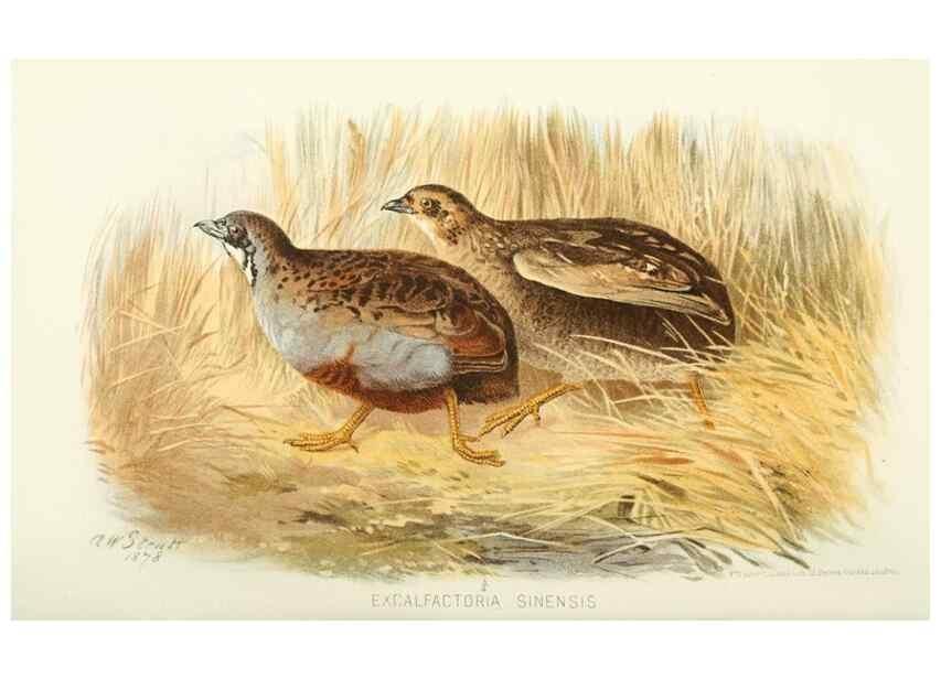 Reproducción/Reproduction 49786063867: Indian sporting birds /. London :Francis Edwards,1915.. 
