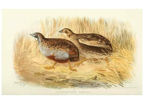 Reproducción/Reproduction 49786063867: Indian sporting birds /. London :Francis Edwards,1915.. 