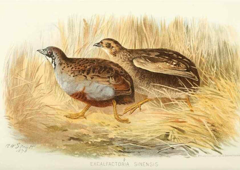 Reproducción/Reproduction 49786063867: Indian sporting birds /. London :Francis Edwards,1915.. 