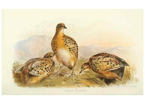 Reproducción/Reproduction 49785742301: Indian sporting birds /. London :Francis Edwards,1915.. 