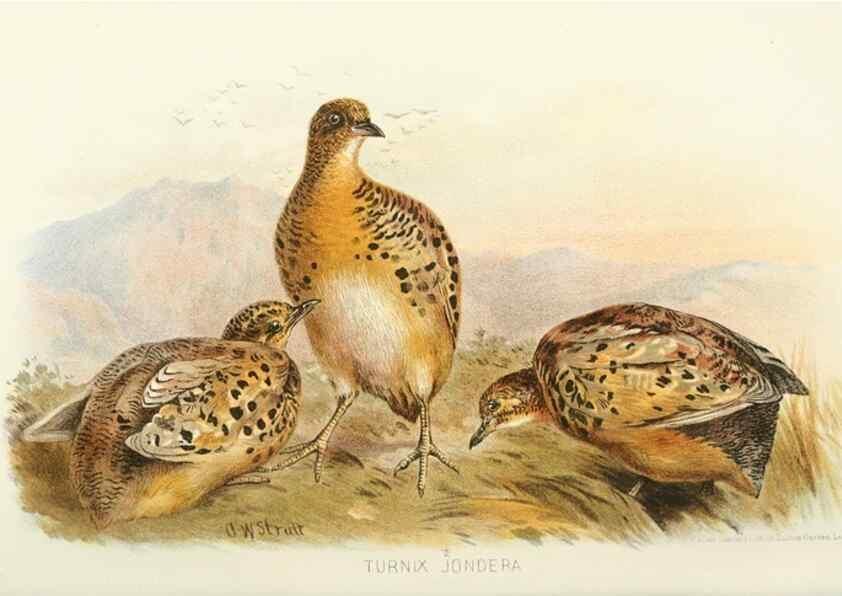 Reproducción/Reproduction 49785742301: Indian sporting birds /. London :Francis Edwards,1915.. 