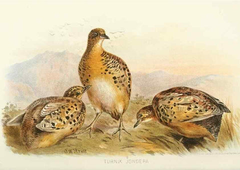 Reproducción/Reproduction 49785742301: Indian sporting birds /. London :Francis Edwards,1915.. 