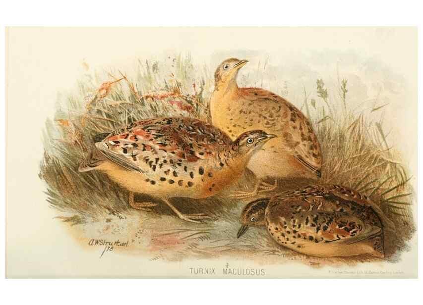 Reproducción/Reproduction 49785206773: Indian sporting birds /. London :Francis Edwards,1915.. 