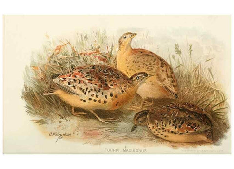 Reproducción/Reproduction 49785206773: Indian sporting birds /. London :Francis Edwards,1915.. 