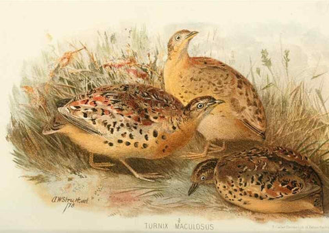 Reproducción/Reproduction 49785206773: Indian sporting birds /. London :Francis Edwards,1915.. 