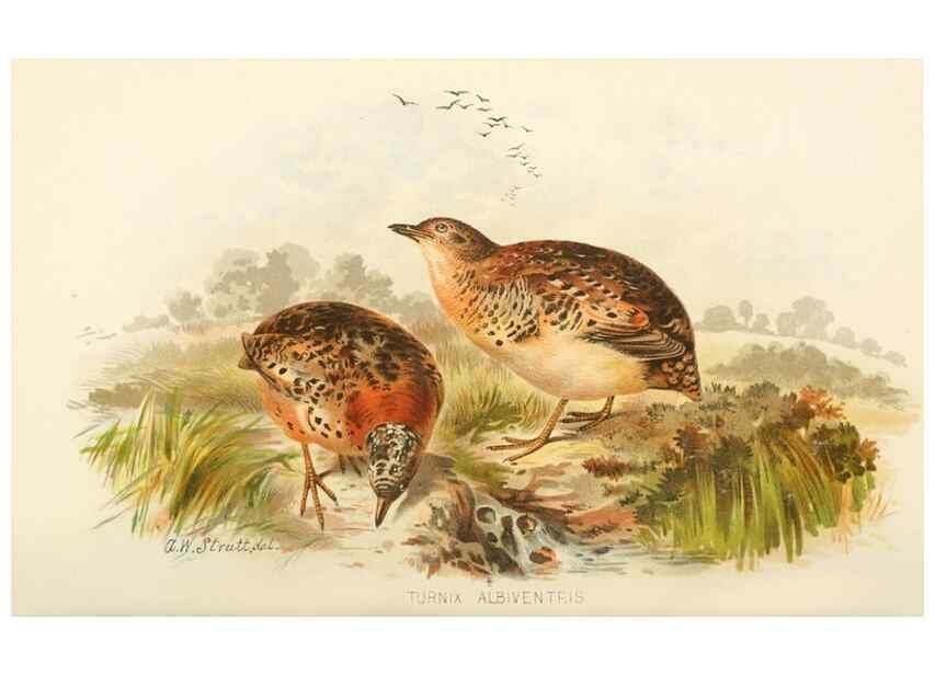 Reproducción/Reproduction 49785743261: Indian sporting birds /. London :Francis Edwards,1915.. 