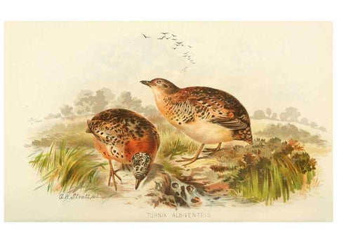 Reproducción/Reproduction 49785743261: Indian sporting birds /. London :Francis Edwards,1915.. 