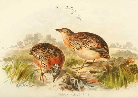 Reproducción/Reproduction 49785743261: Indian sporting birds /. London :Francis Edwards,1915.. 