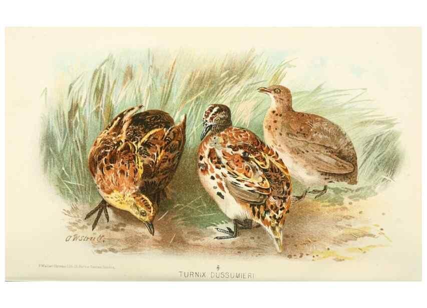 Reproducción/Reproduction 49785743866: Indian sporting birds /. London :Francis Edwards,1915.. 