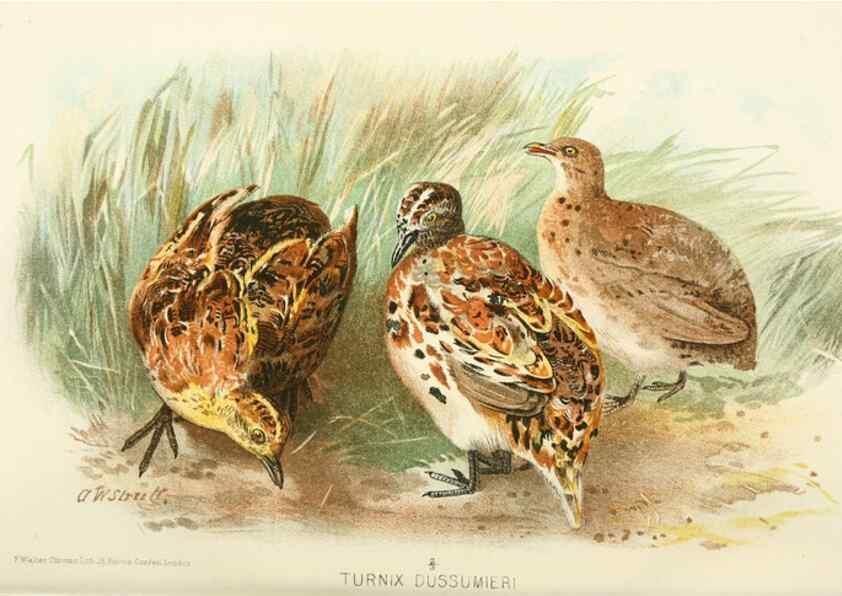 Reproducción/Reproduction 49785743866: Indian sporting birds /. London :Francis Edwards,1915.. 