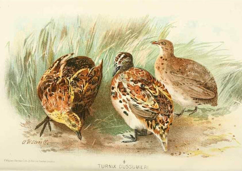 Reproducción/Reproduction 49785743866: Indian sporting birds /. London :Francis Edwards,1915.. 