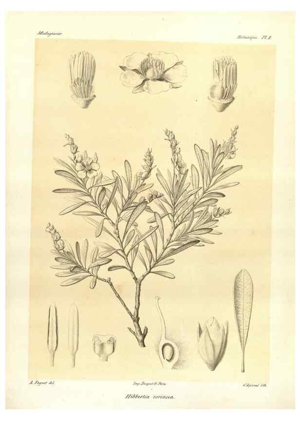 Reproducción/Reproduction 49785826451: Histoire physique, naturelle, et politique de Madagascar. Paris :Impr. nationale,1885-. 