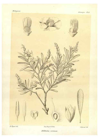 Reproducción/Reproduction 49785826451: Histoire physique, naturelle, et politique de Madagascar. Paris :Impr. nationale,1885-. 