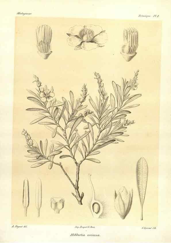 Reproducción/Reproduction 49785826451: Histoire physique, naturelle, et politique de Madagascar. Paris :Impr. nationale,1885-. 