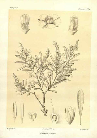 Reproducción/Reproduction 49785826451: Histoire physique, naturelle, et politique de Madagascar. Paris :Impr. nationale,1885-. 