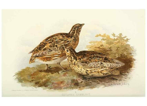 Reproducción/Reproduction 49786063052: Indian sporting birds /. London :Francis Edwards,1915.. 