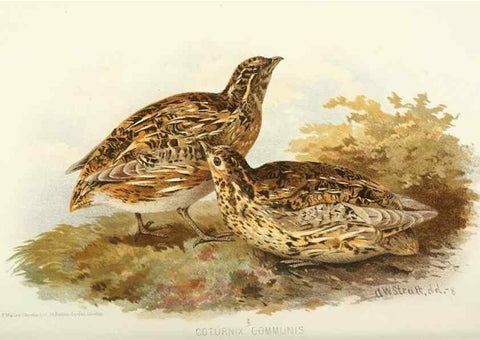 Reproducción/Reproduction 49786063052: Indian sporting birds /. London :Francis Edwards,1915.. 